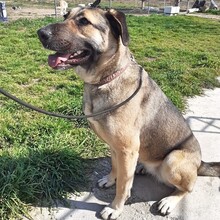 ELLI, Hund, Deutscher Schäferhund-Mix in Griechenland - Bild 19