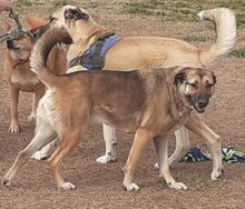 ELLI, Hund, Deutscher Schäferhund-Mix in Griechenland - Bild 2