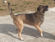 ELLI, Hund, Deutscher Schäferhund-Mix in Griechenland - Bild 3