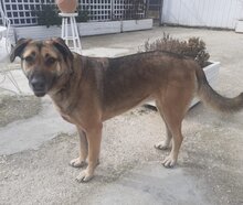 ELLI, Hund, Deutscher Schäferhund-Mix in Griechenland - Bild 4