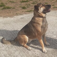 ELLI, Hund, Deutscher Schäferhund-Mix in Griechenland - Bild 6