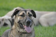 ELLI, Hund, Deutscher Schäferhund-Mix in Griechenland - Bild 8