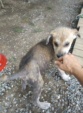 SARIA, Hund, Mischlingshund in Griechenland - Bild 4