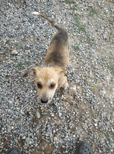 SARIA, Hund, Mischlingshund in Griechenland - Bild 5