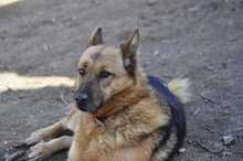 BENJI, Hund, Deutscher Schäferhund-Mix in Griechenland - Bild 1