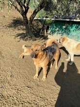 BENJI, Hund, Deutscher Schäferhund-Mix in Griechenland - Bild 11