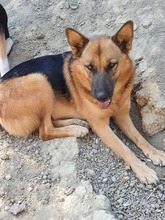 BENJI, Hund, Deutscher Schäferhund-Mix in Griechenland - Bild 12