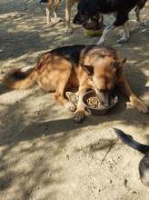BENJI, Hund, Deutscher Schäferhund-Mix in Griechenland - Bild 13
