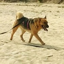 BENJI, Hund, Deutscher Schäferhund-Mix in Griechenland - Bild 15