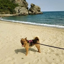 BENJI, Hund, Deutscher Schäferhund-Mix in Griechenland - Bild 16
