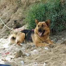 BENJI, Hund, Deutscher Schäferhund-Mix in Griechenland - Bild 17