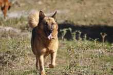 BENJI, Hund, Deutscher Schäferhund-Mix in Griechenland - Bild 2