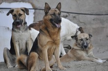 BENJI, Hund, Deutscher Schäferhund-Mix in Griechenland - Bild 4