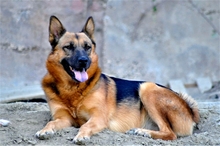 BENJI, Hund, Deutscher Schäferhund-Mix in Griechenland - Bild 6