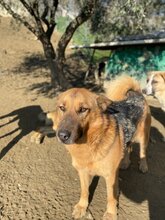 BENJI, Hund, Deutscher Schäferhund-Mix in Griechenland - Bild 8
