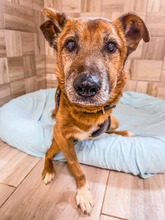 DONJUAN, Hund, Mischlingshund in Slowakische Republik - Bild 14