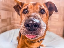 DONJUAN, Hund, Mischlingshund in Slowakische Republik - Bild 15