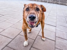 DONJUAN, Hund, Mischlingshund in Slowakische Republik - Bild 8