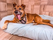 DONJUAN, Hund, Mischlingshund in Slowakische Republik - Bild 9