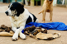 TOMASO, Hund, Mischlingshund in Spanien - Bild 1