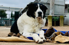 TOMASO, Hund, Mischlingshund in Spanien - Bild 2