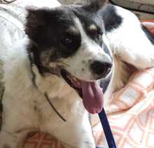 TOMASO, Hund, Mischlingshund in Spanien - Bild 4
