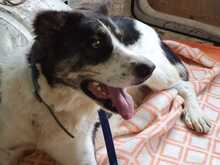 TOMASO, Hund, Mischlingshund in Spanien - Bild 5