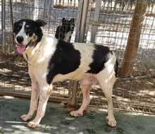 TOMASO, Hund, Mischlingshund in Spanien - Bild 6