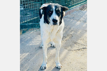 TOMASO, Hund, Mischlingshund in Spanien - Bild 8