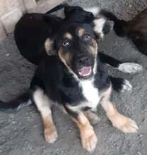 SIDDY, Hund, Mischlingshund in Rumänien - Bild 1