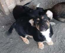 SIDDY, Hund, Mischlingshund in Rumänien - Bild 3