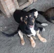 SIDDY, Hund, Mischlingshund in Rumänien - Bild 5