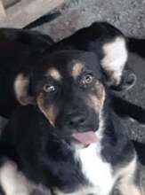 SIDDY, Hund, Mischlingshund in Rumänien - Bild 7
