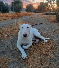 RUSA, Hund, Mischlingshund in Spanien - Bild 1