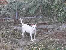 RUSA, Hund, Mischlingshund in Spanien - Bild 11