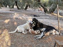 RUSA, Hund, Mischlingshund in Spanien - Bild 2