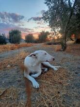 RUSA, Hund, Mischlingshund in Spanien - Bild 5