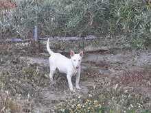 RUSA, Hund, Mischlingshund in Spanien - Bild 7