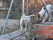 RUSA, Hund, Mischlingshund in Spanien - Bild 8