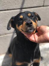 tierheim hunde suchen und finden
