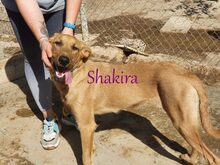 SHAKIRA, Hund, Mischlingshund in Spanien - Bild 1
