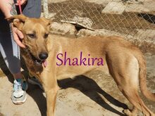 SHAKIRA, Hund, Mischlingshund in Spanien - Bild 3