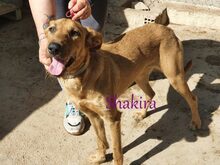 SHAKIRA, Hund, Mischlingshund in Spanien - Bild 4