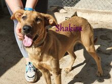 SHAKIRA, Hund, Mischlingshund in Spanien - Bild 5