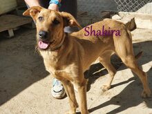 SHAKIRA, Hund, Mischlingshund in Spanien - Bild 7