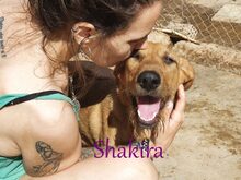 SHAKIRA, Hund, Mischlingshund in Spanien - Bild 8