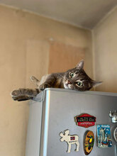 FINDUS, Katze, Hauskatze in Bulgarien - Bild 6