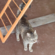 DARA, Katze, Hauskatze in Bulgarien - Bild 3
