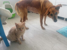 ROSA, Katze, Hauskatze in Bulgarien - Bild 2