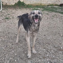 NIKA, Hund, Mischlingshund in Bulgarien - Bild 1